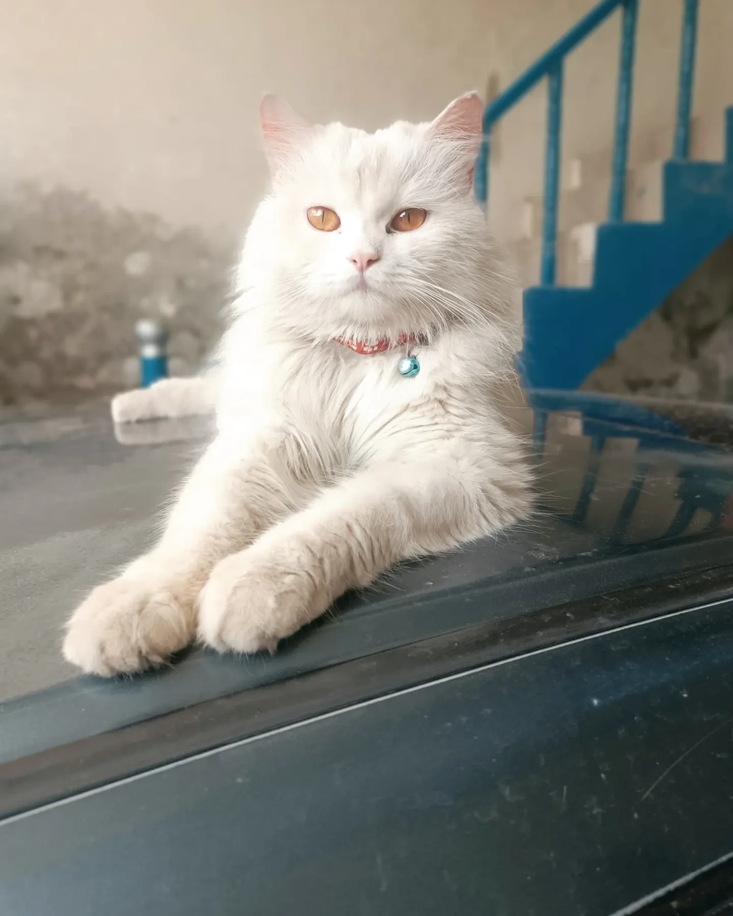 Male Persian