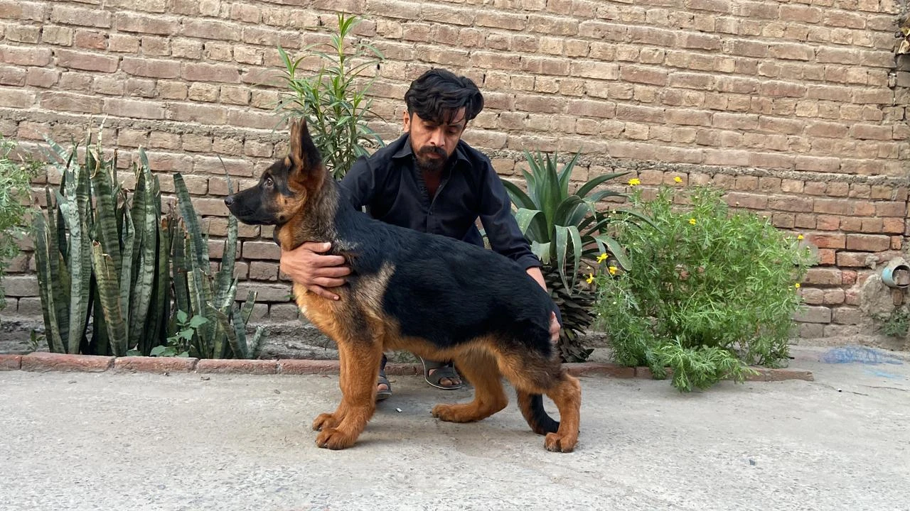 gsd pedigree male age 7month is pic me 4 month old hain-Image 1