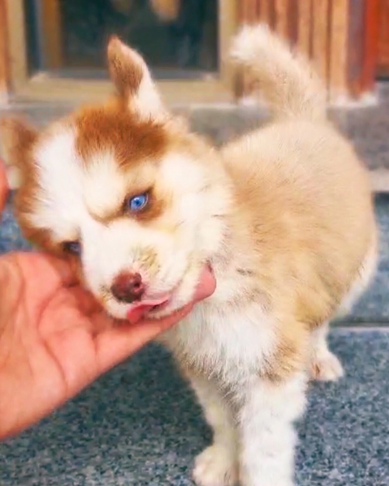 Copper Siberian husky male puppy-Image 1