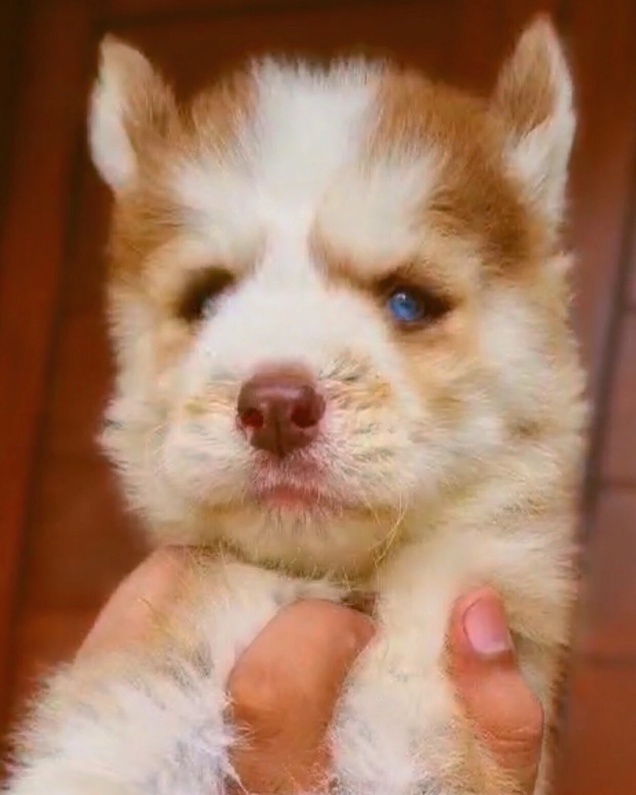 Copper Siberian husky male puppy-Image 4