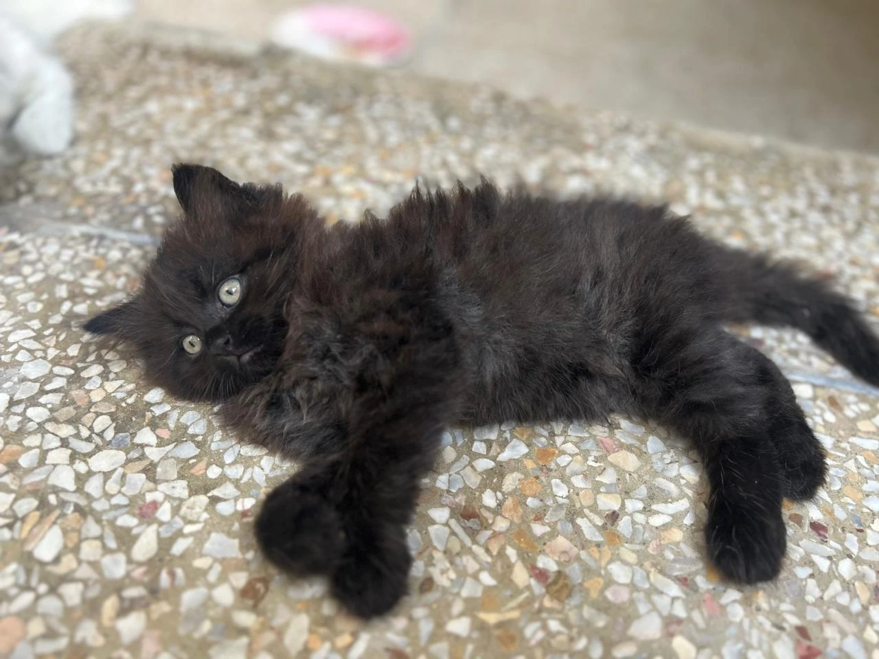 Persian cat for sale