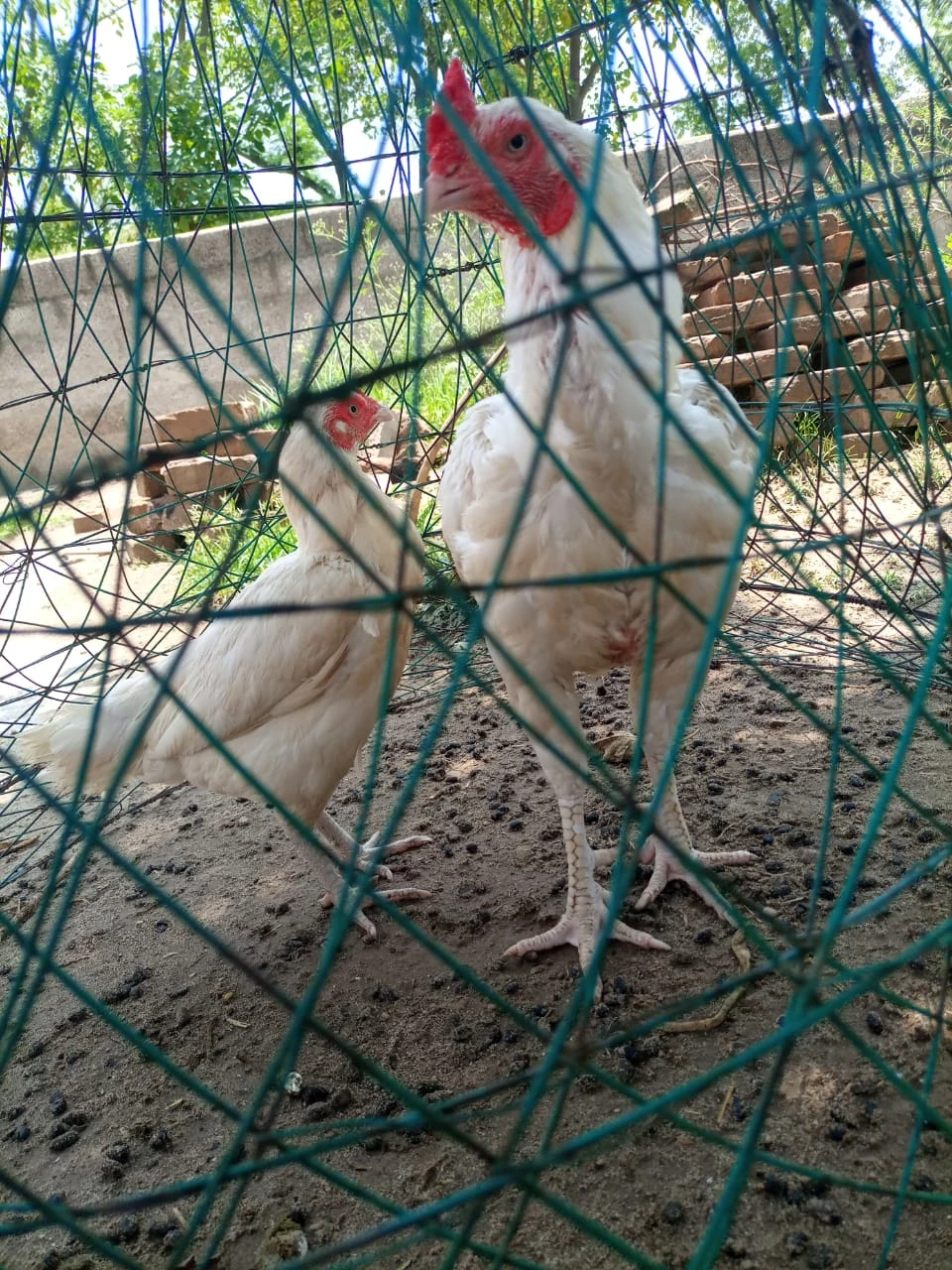 Aseel heera | hens | aseel pair for sale