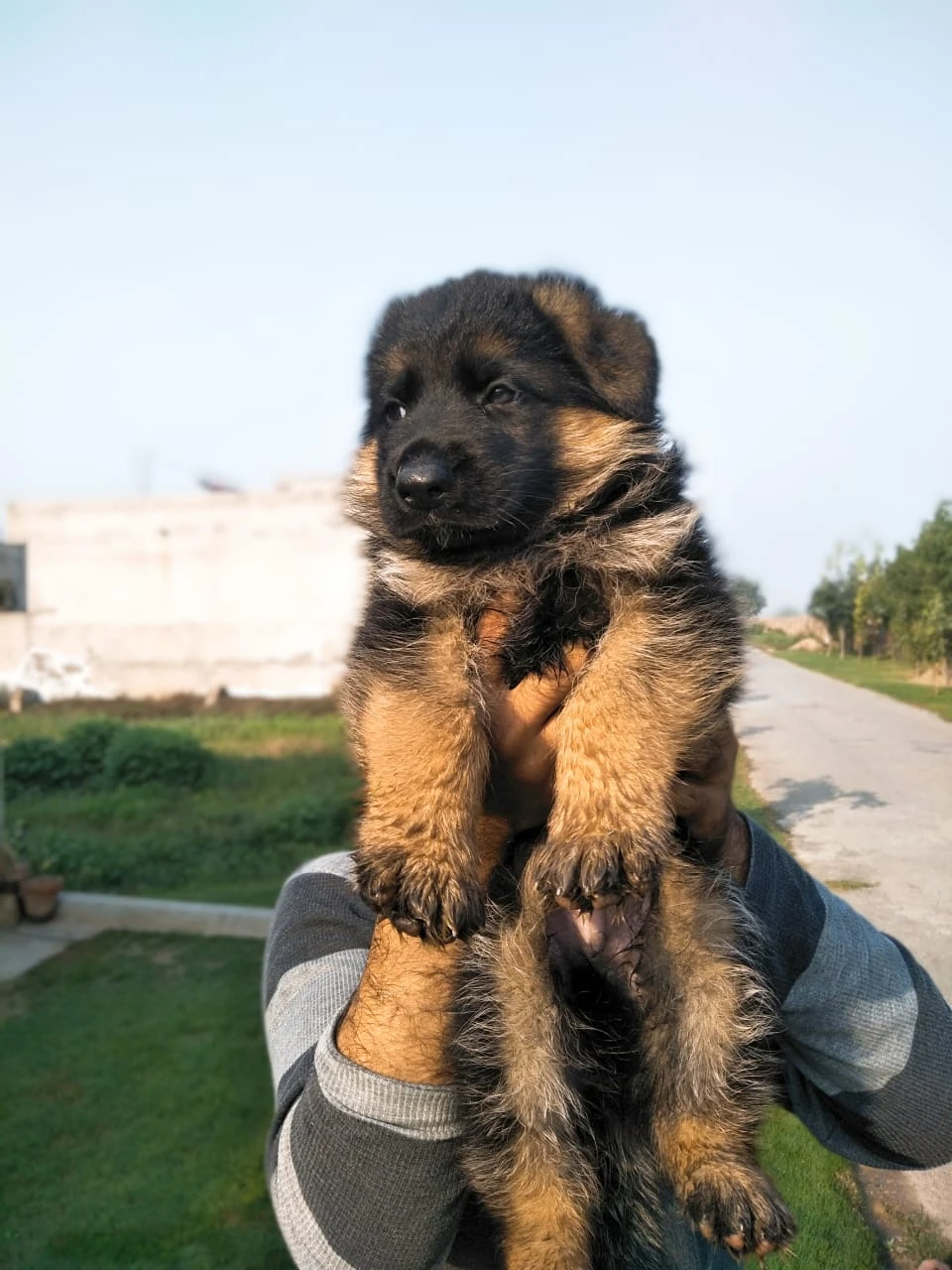 German shepherd puppies for sale