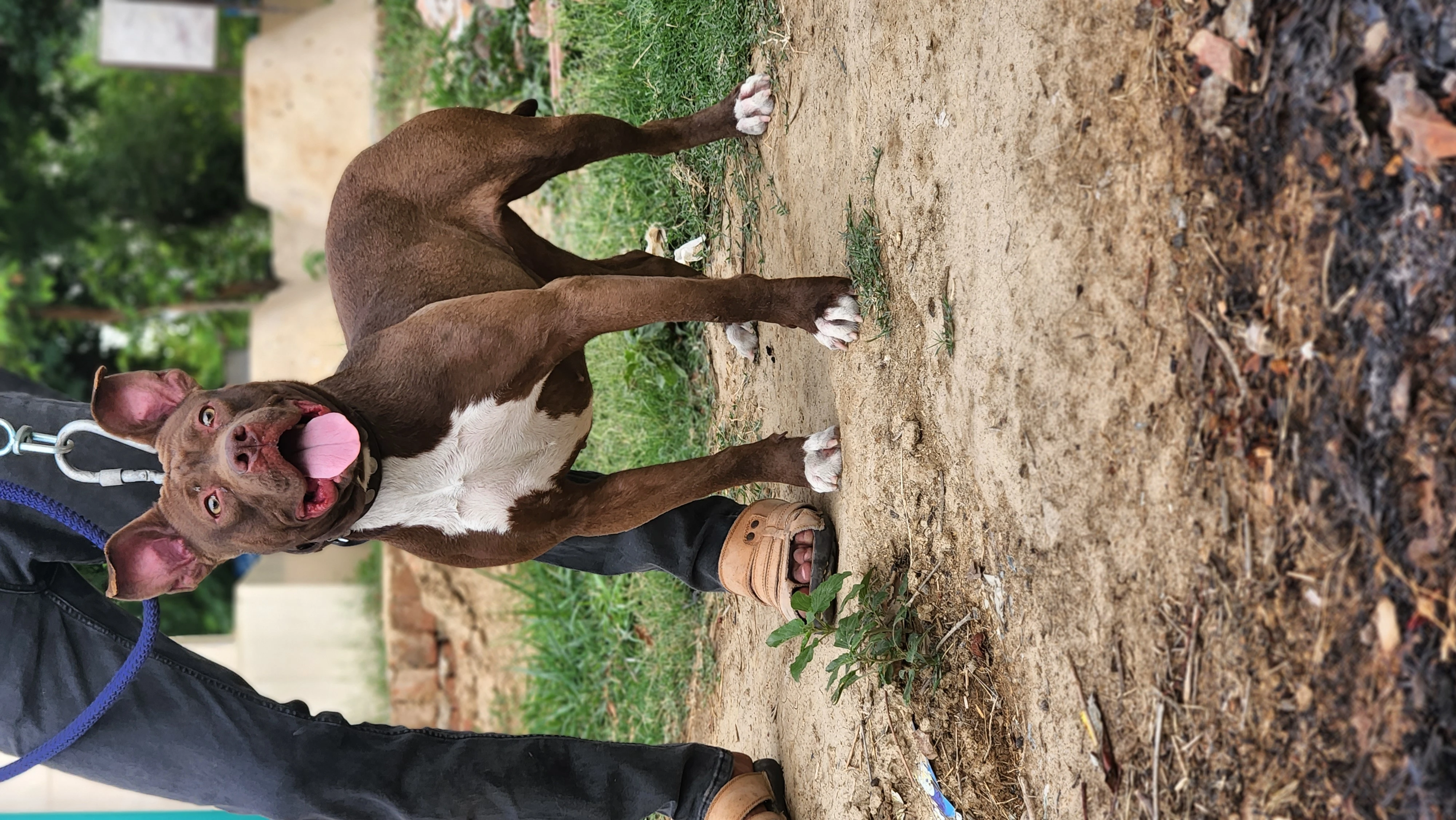 Amarican Pitbull female-Image 1