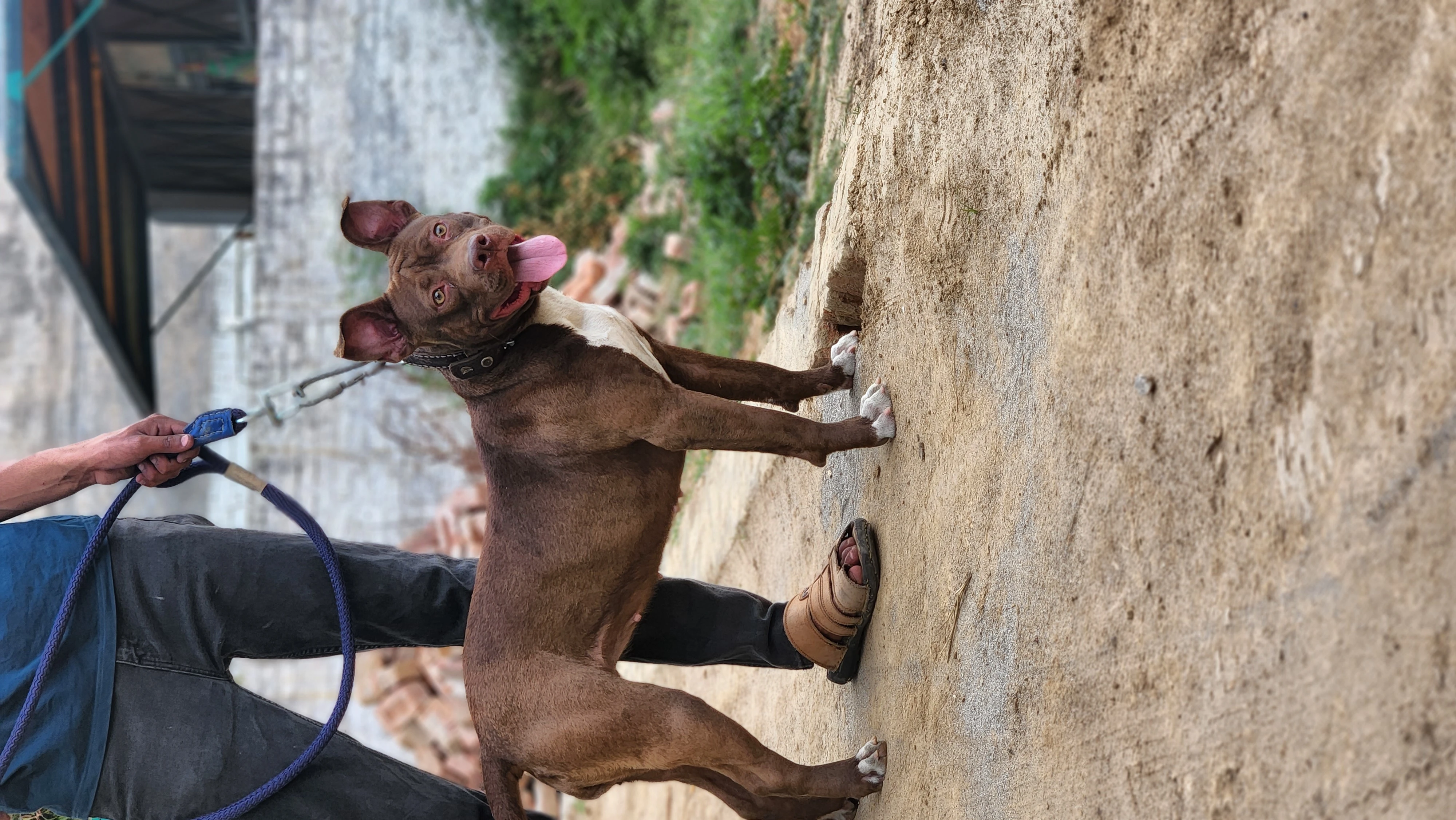 Amarican Pitbull female