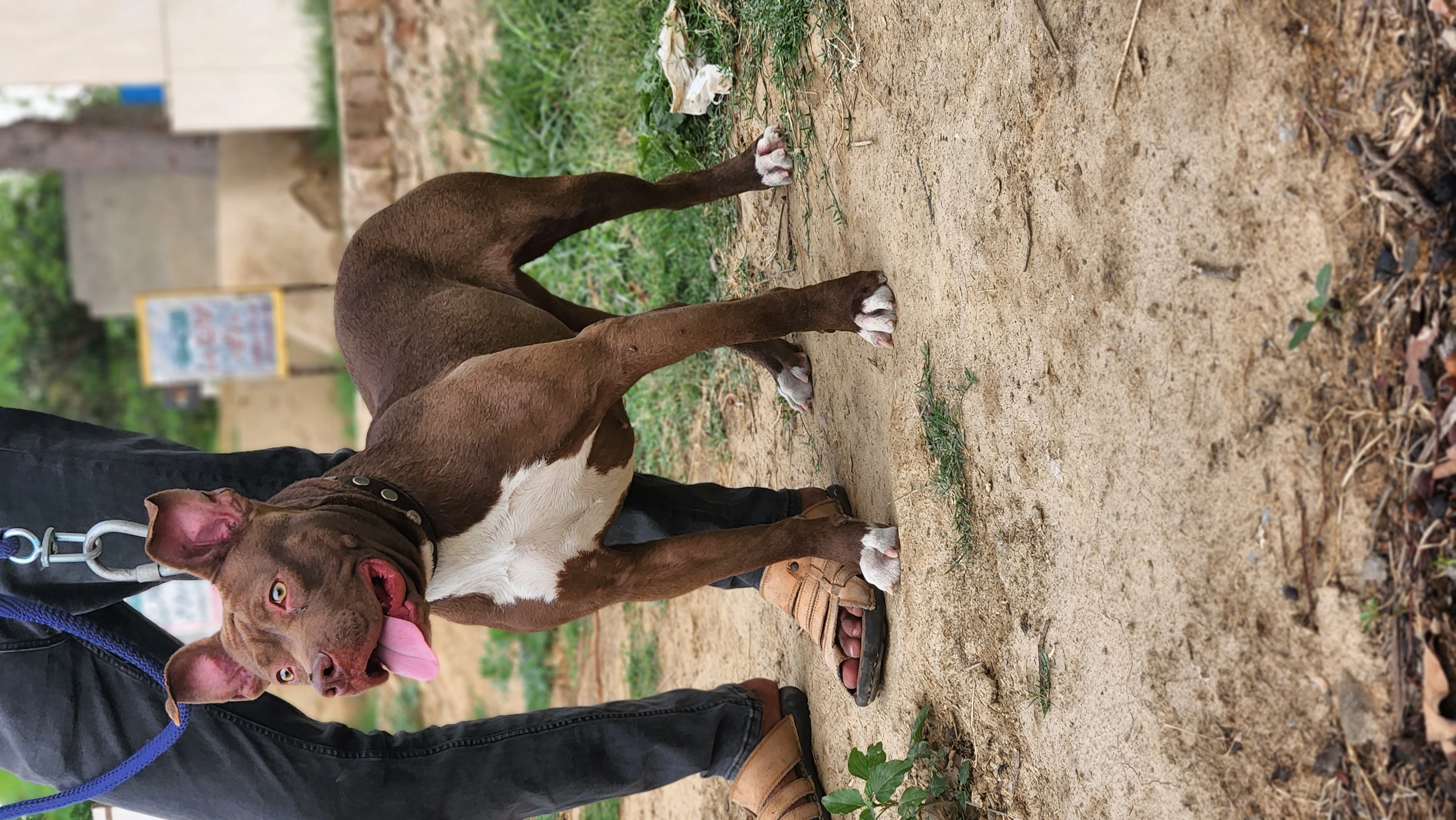 Amarican Pitbull female