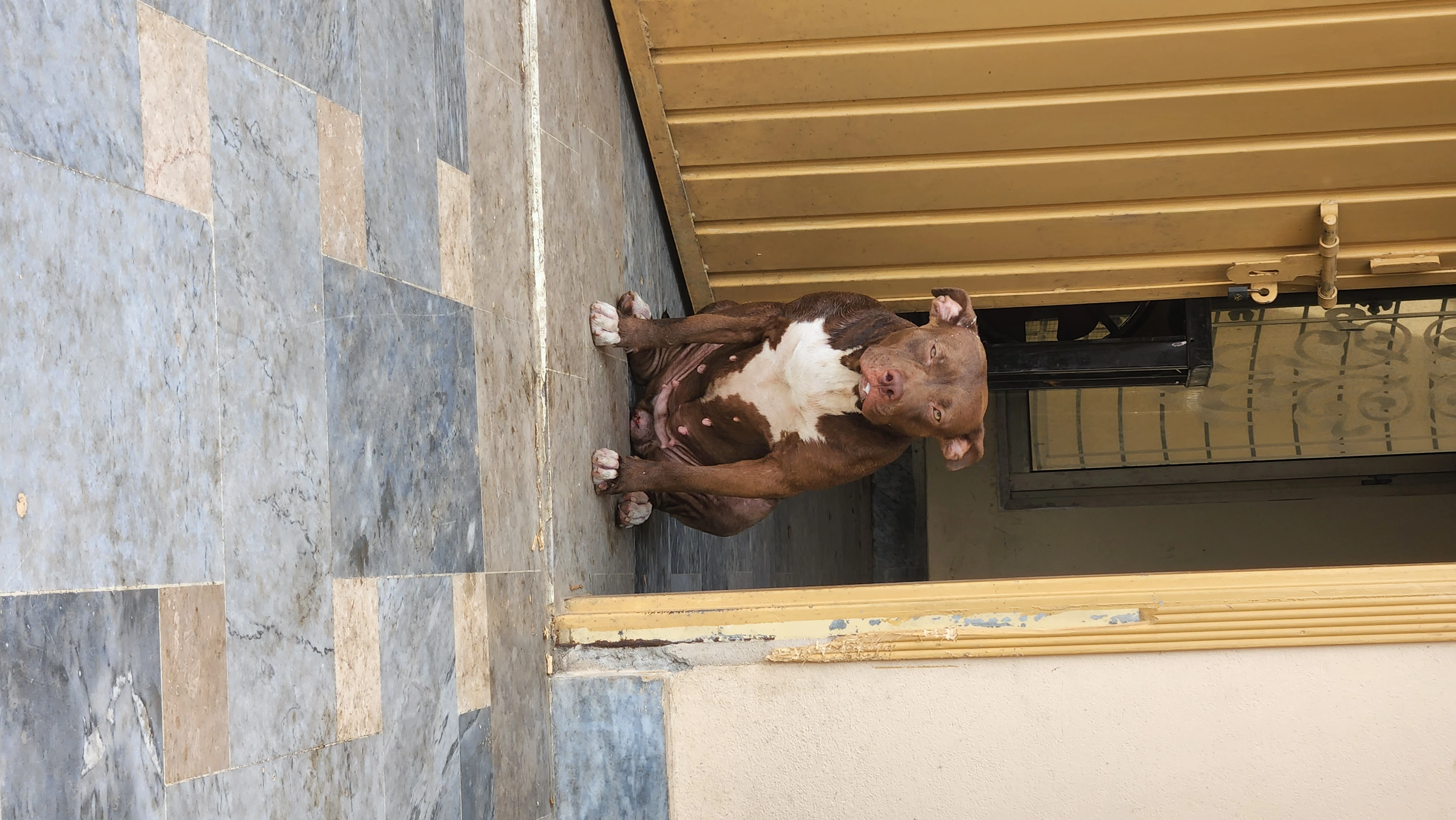 Amarican Pitbull female