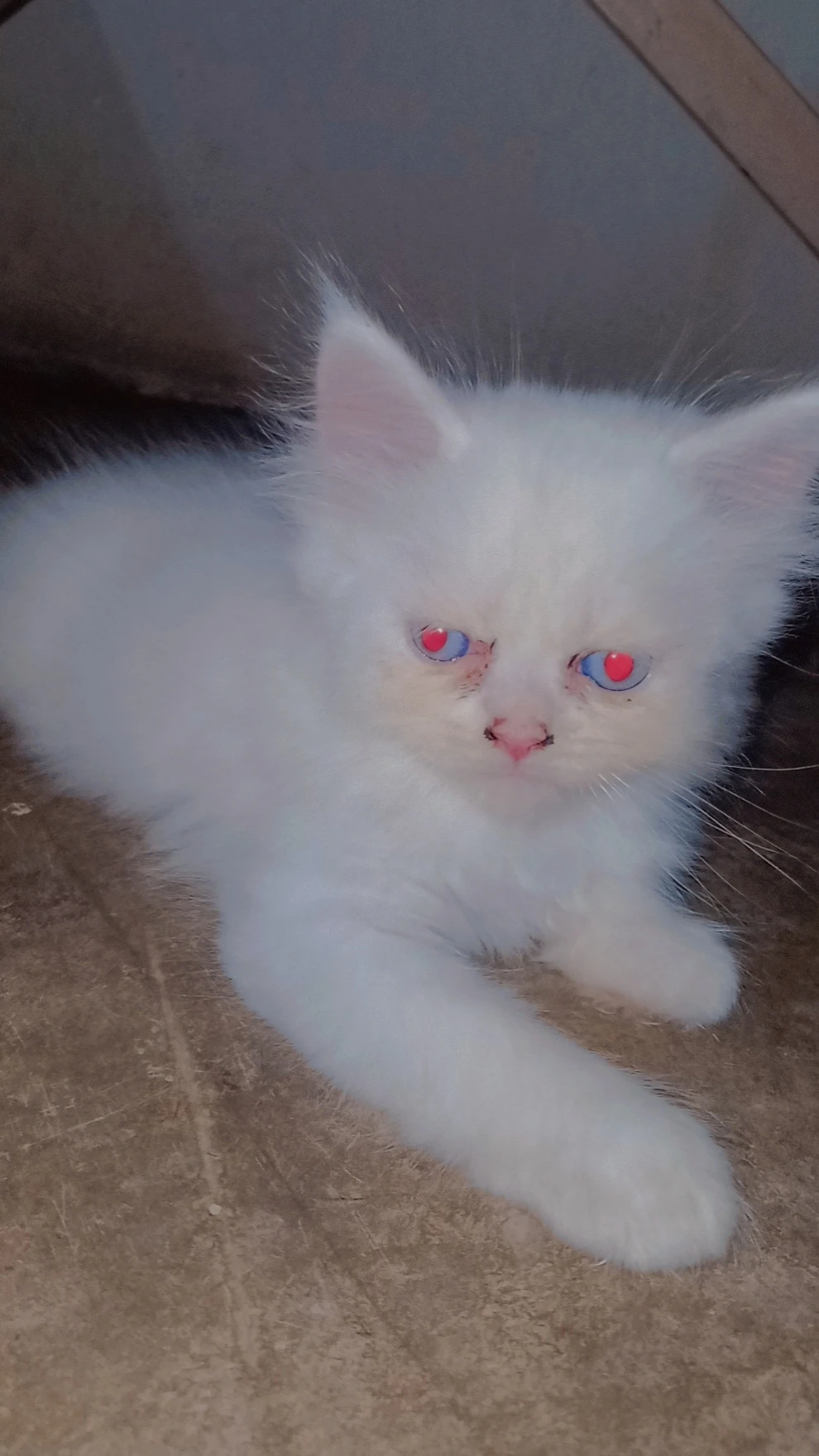 Persian kittens,semi punch face-Image 1