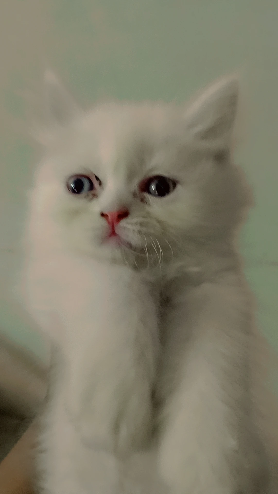 Persian kittens,semi punch face