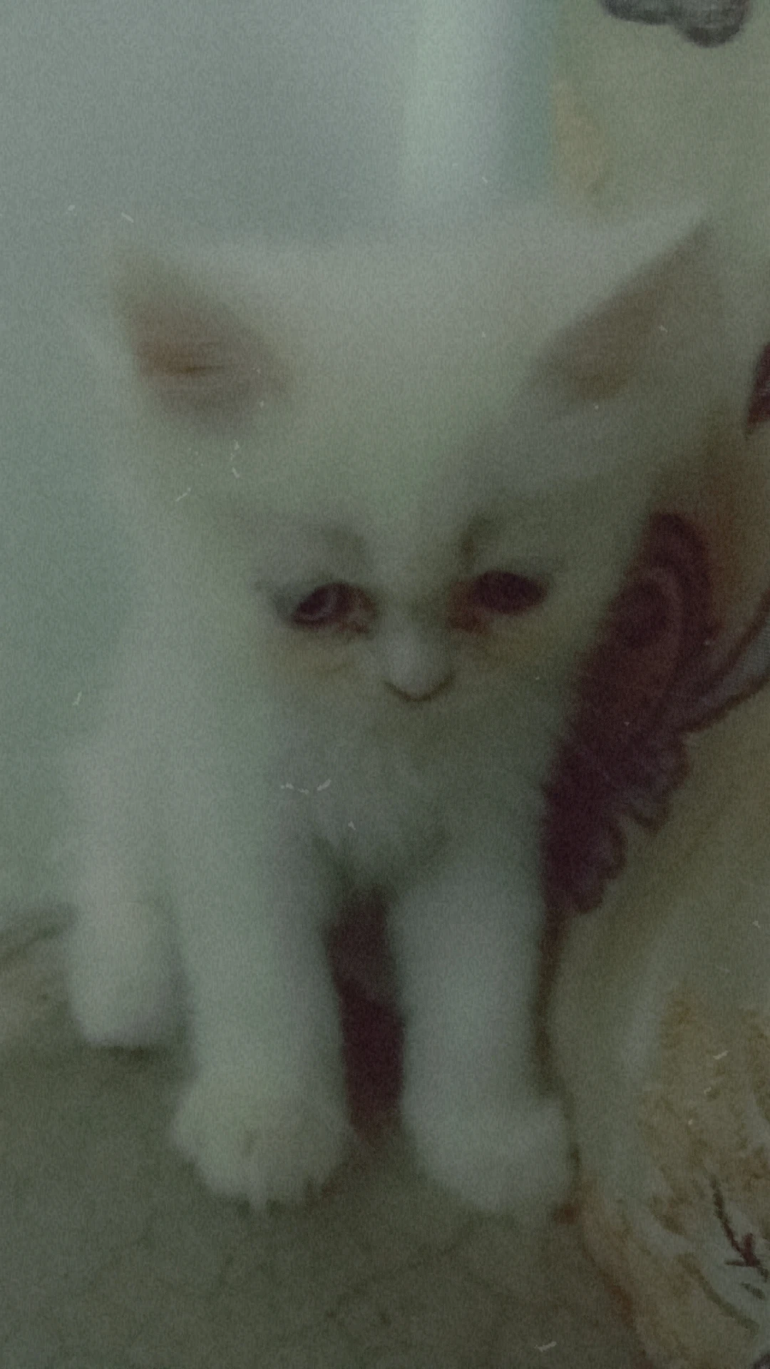 Persian kittens,semi punch face-Image 5