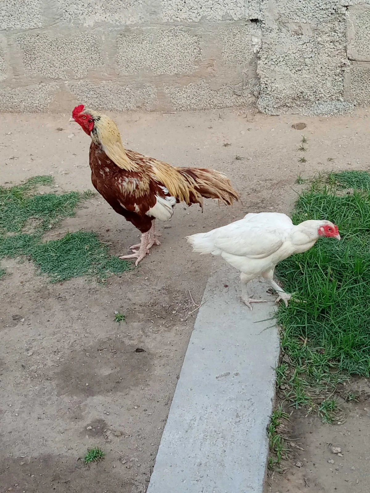 Aseel pair for sale / pure breed-Image 1