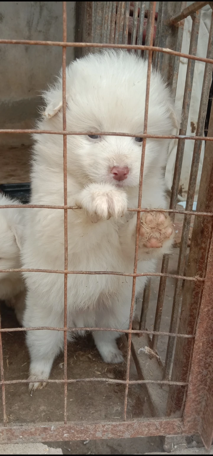 Russian pink nose pups available