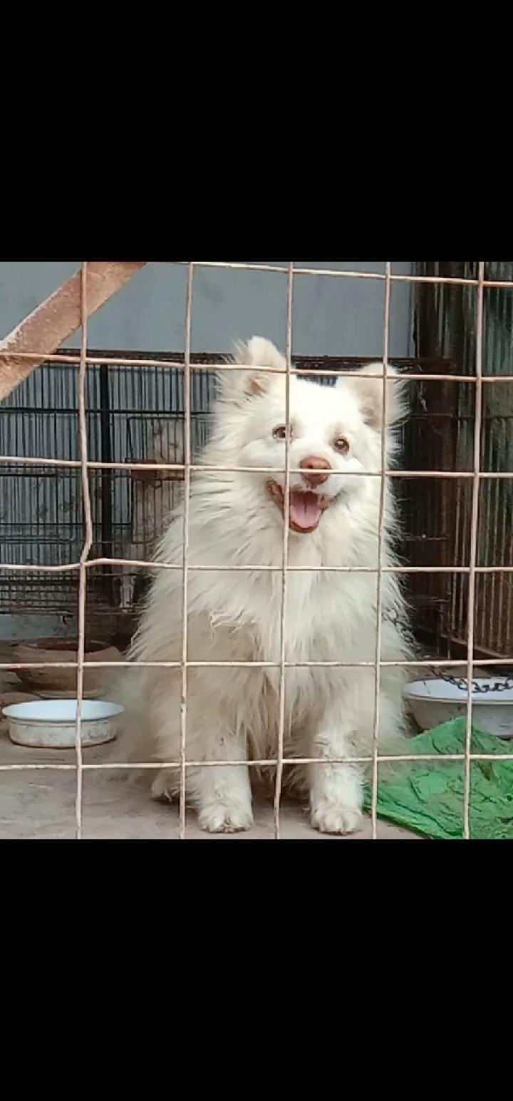 Russian pink nose pups available