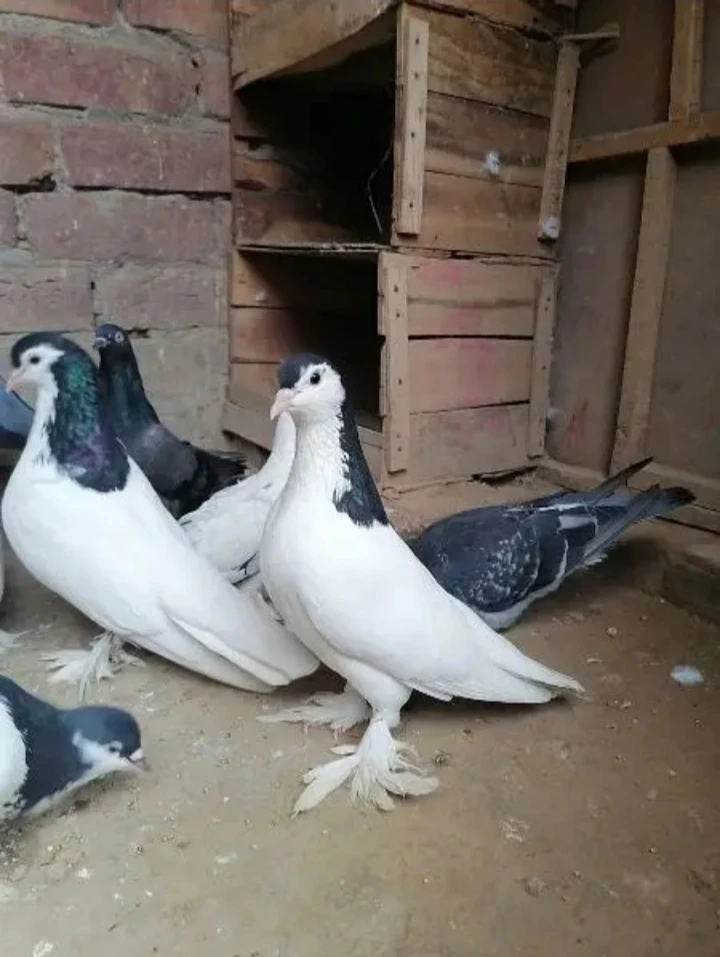 Pure white pigeons for sale | best quality