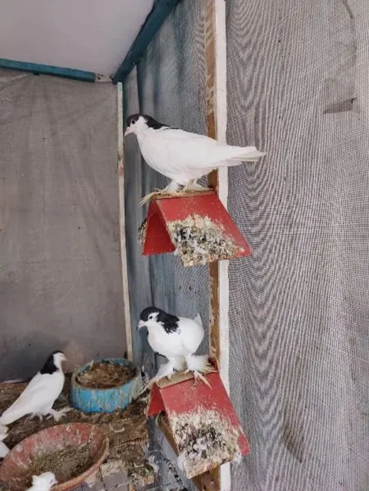 Pure white pigeons for sale | best quality-Image 2