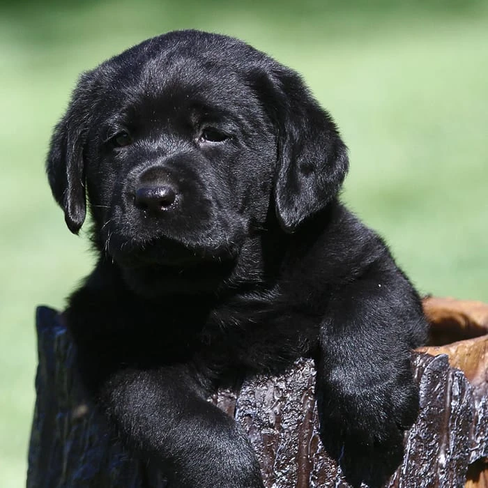 British labrador puppy for sale