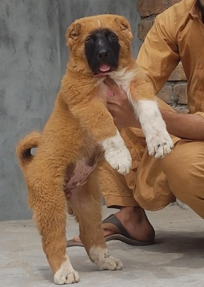 Turkish kangal