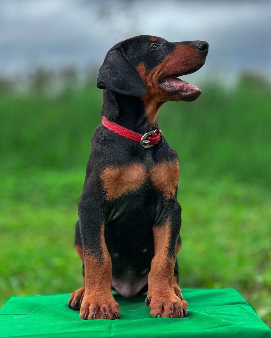 Doberman puppy available for sale-Image 1