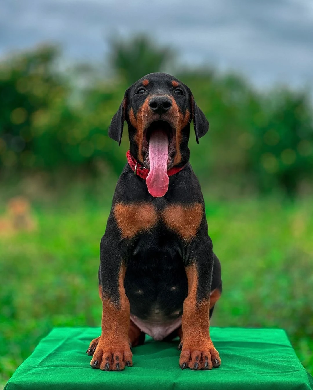 Doberman puppy available for sale