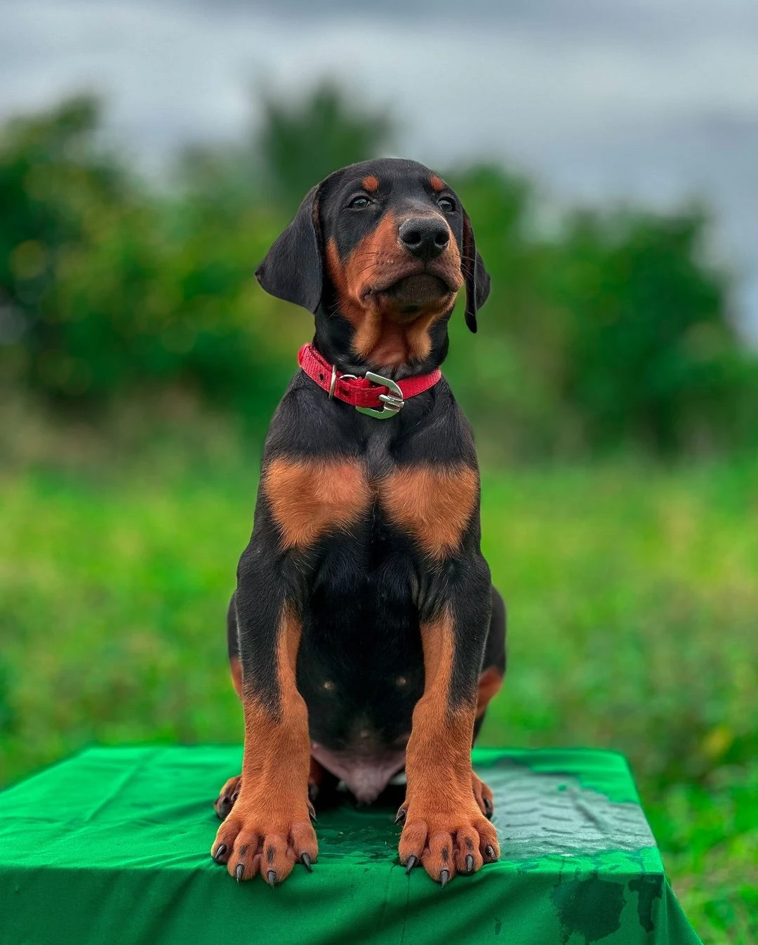 Doberman puppy available for sale-Image 3