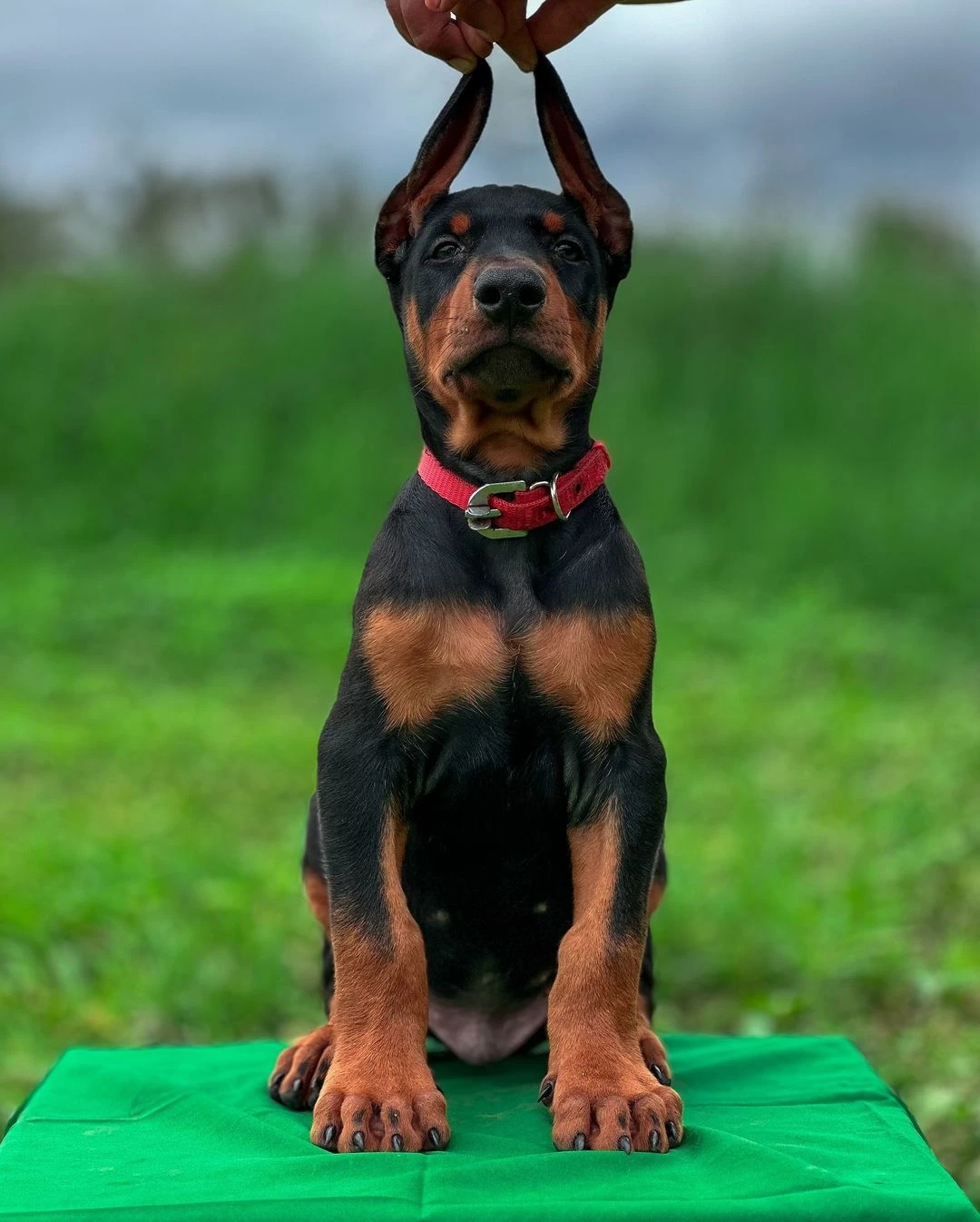 Doberman puppy available for sale