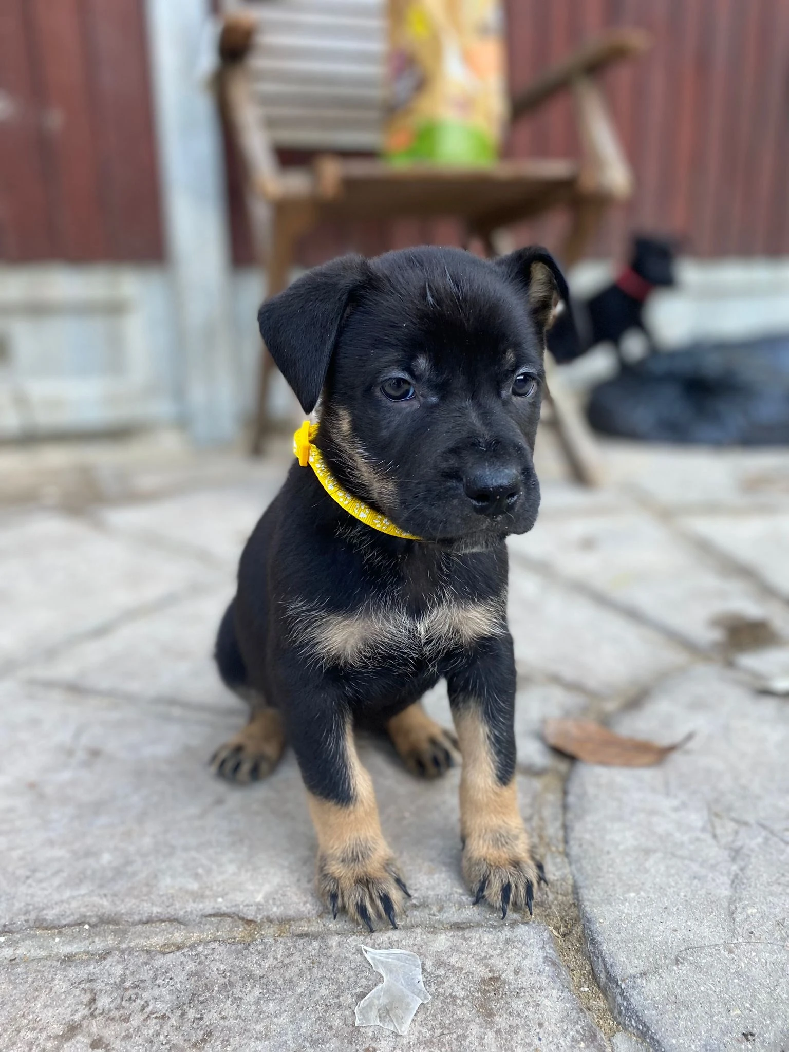 German Shepherds Puppies-Image 1