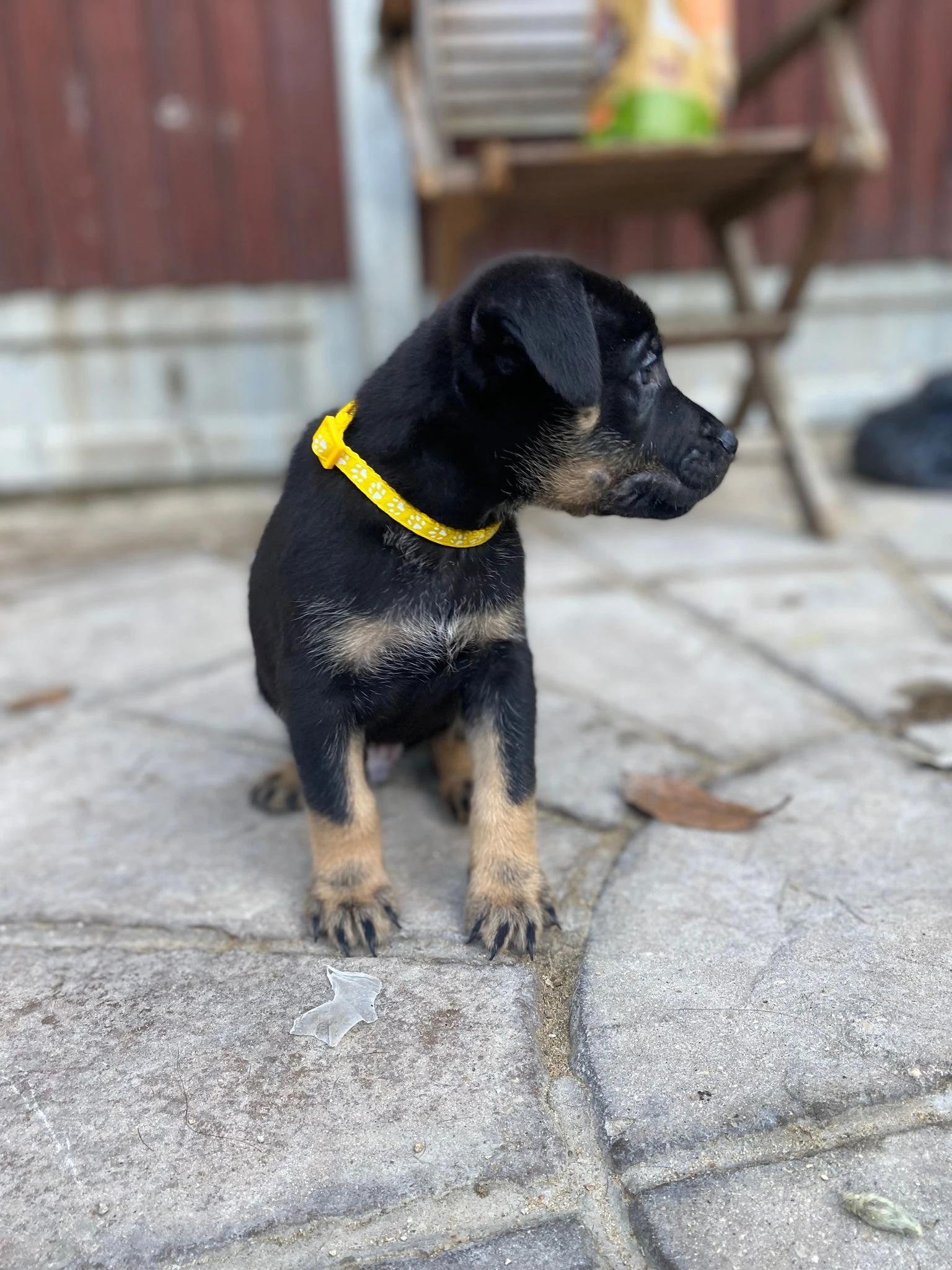 German Shepherds Puppies-Image 2