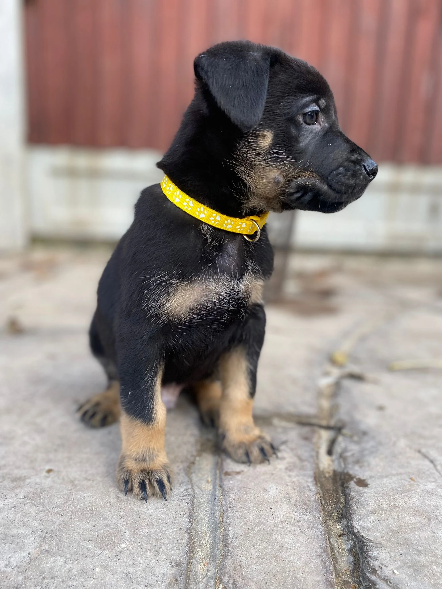 German Shepherds Puppies