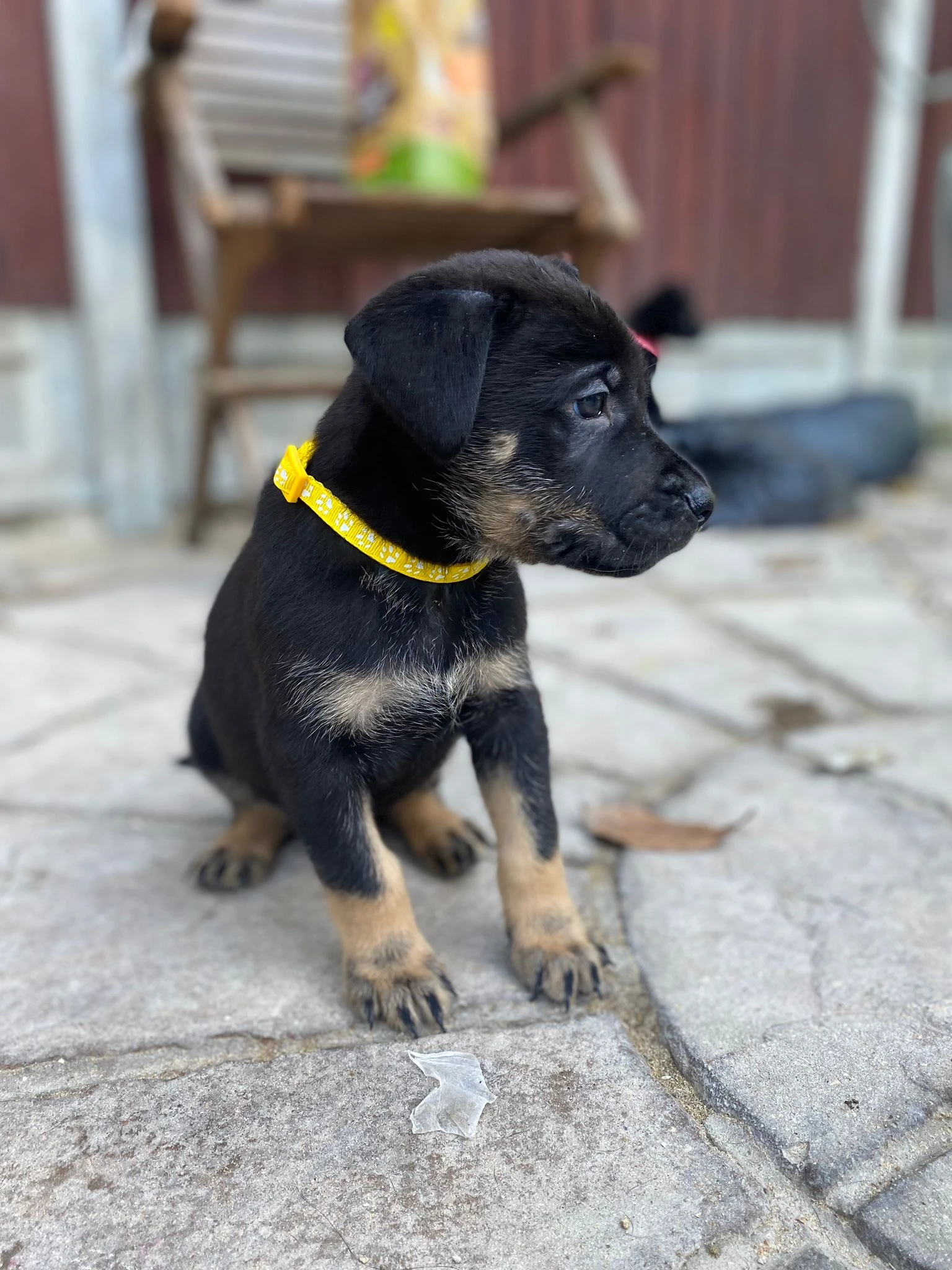 German Shepherds Puppies