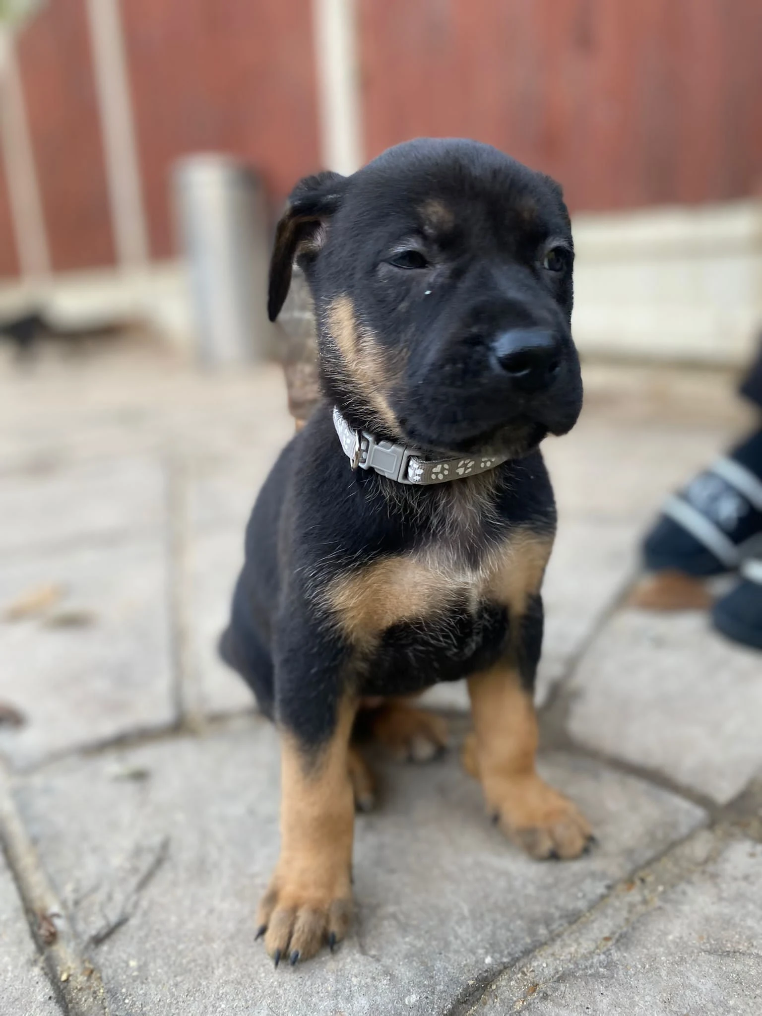 German Shepherds Puppies-Image 5