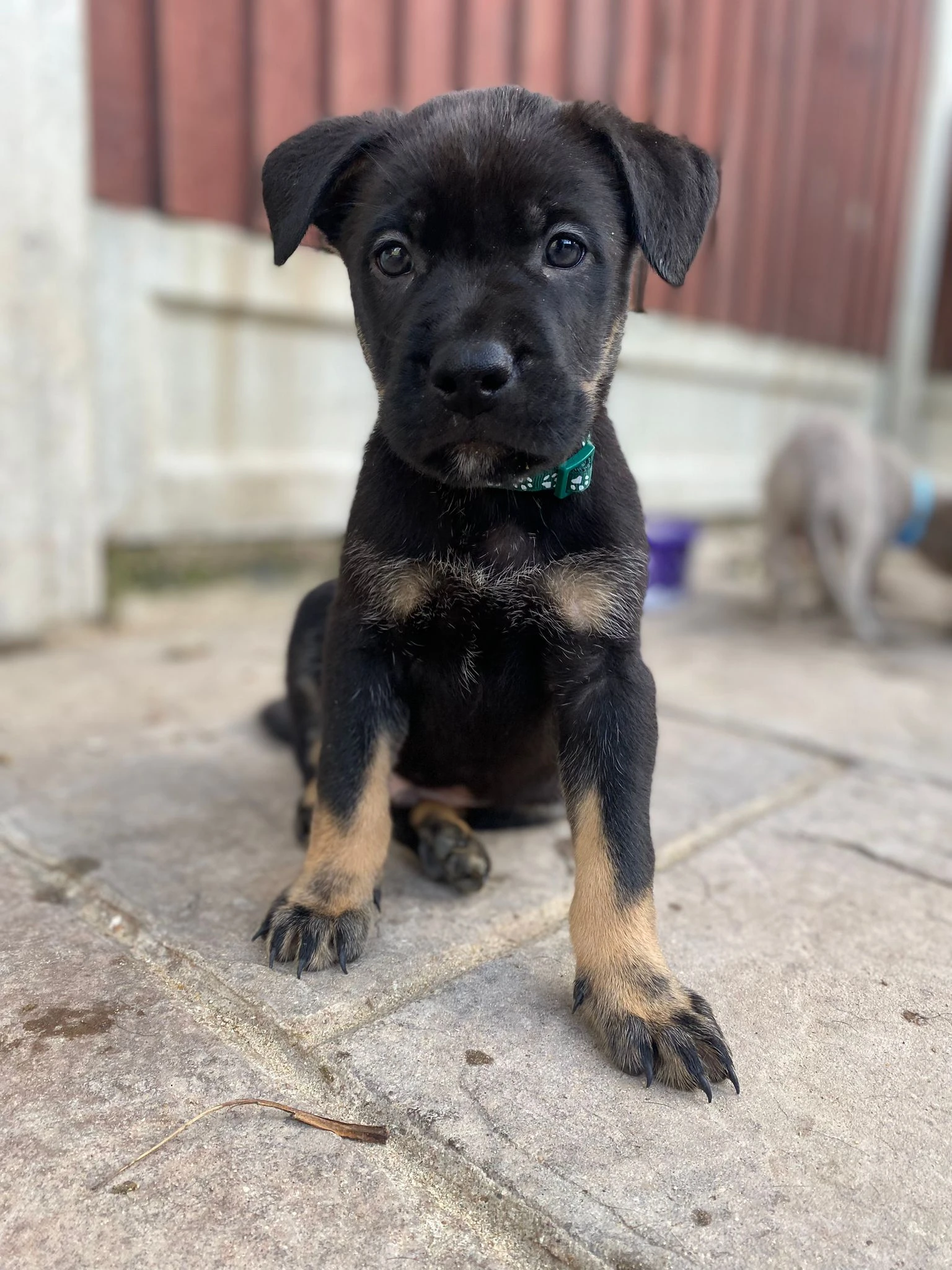 German Shepherds Puppies-Image 6