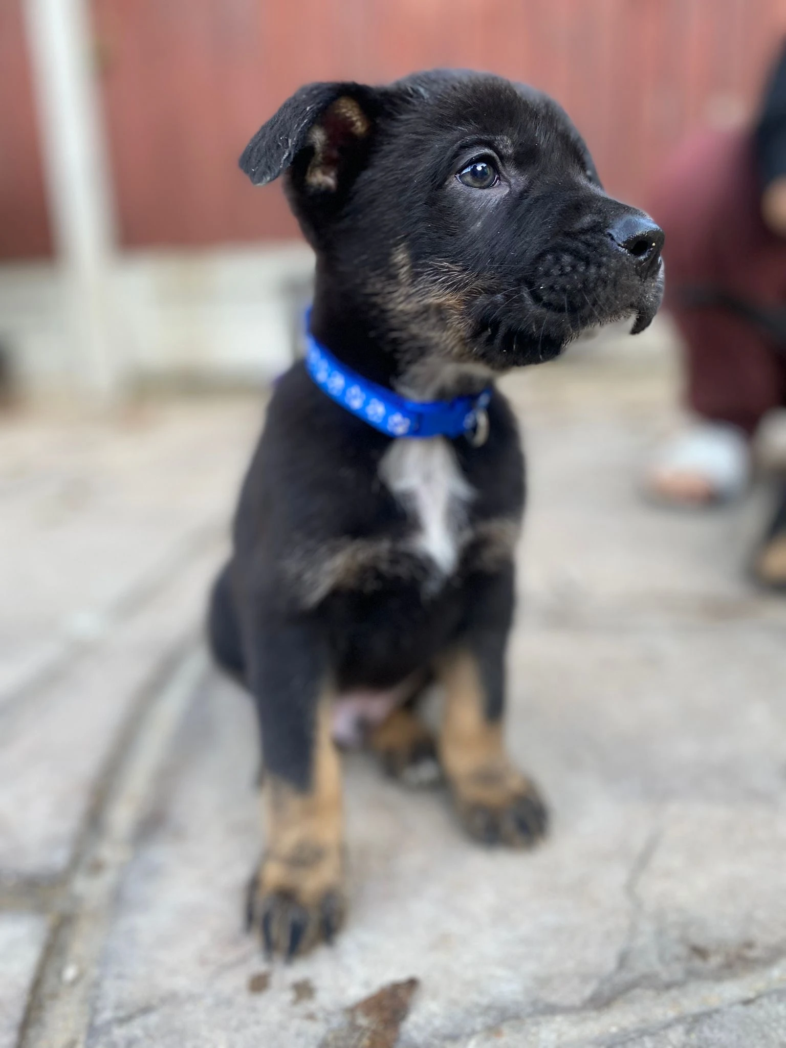 German Shepherds Puppies