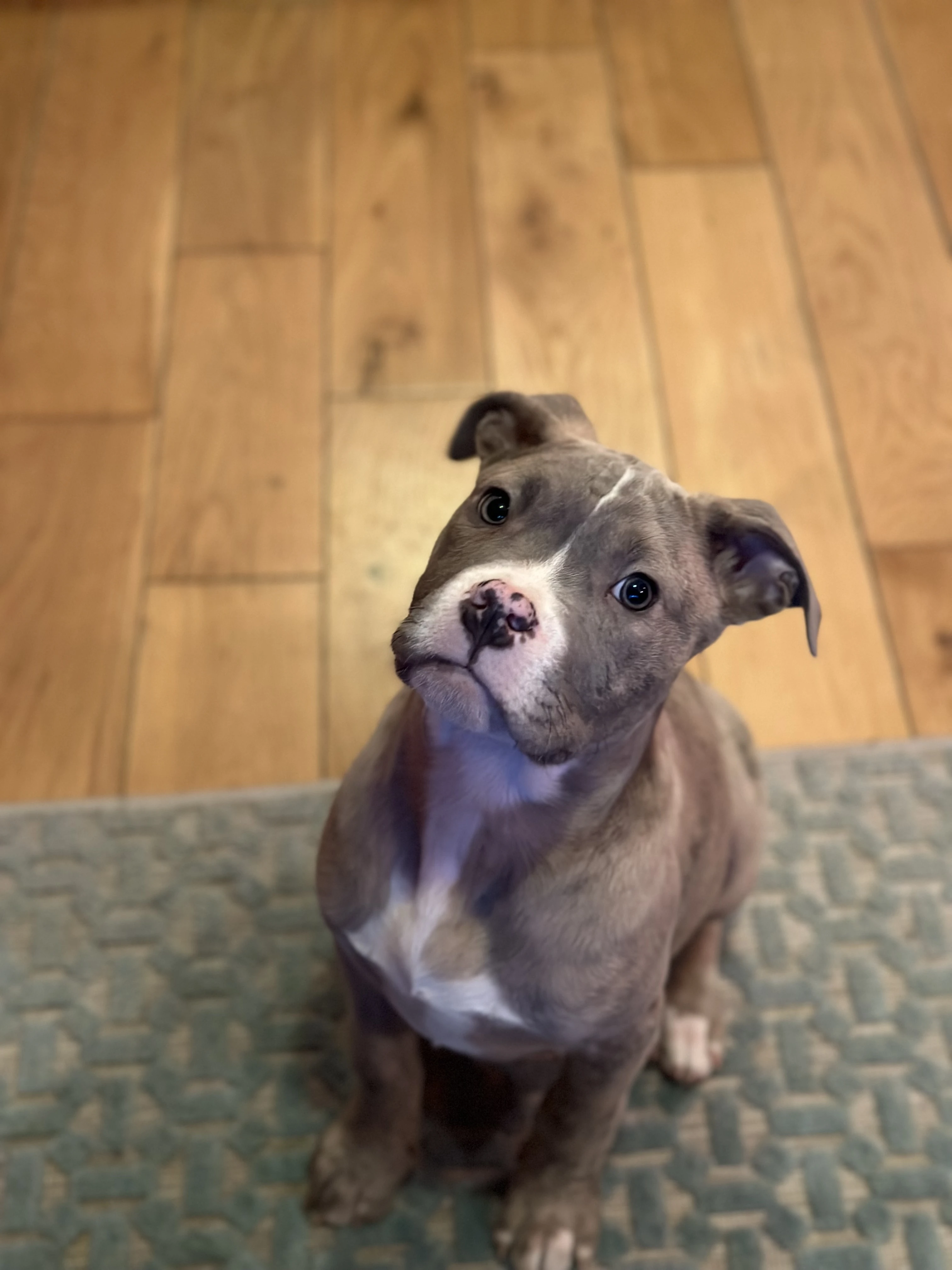 American XL Bully Boy