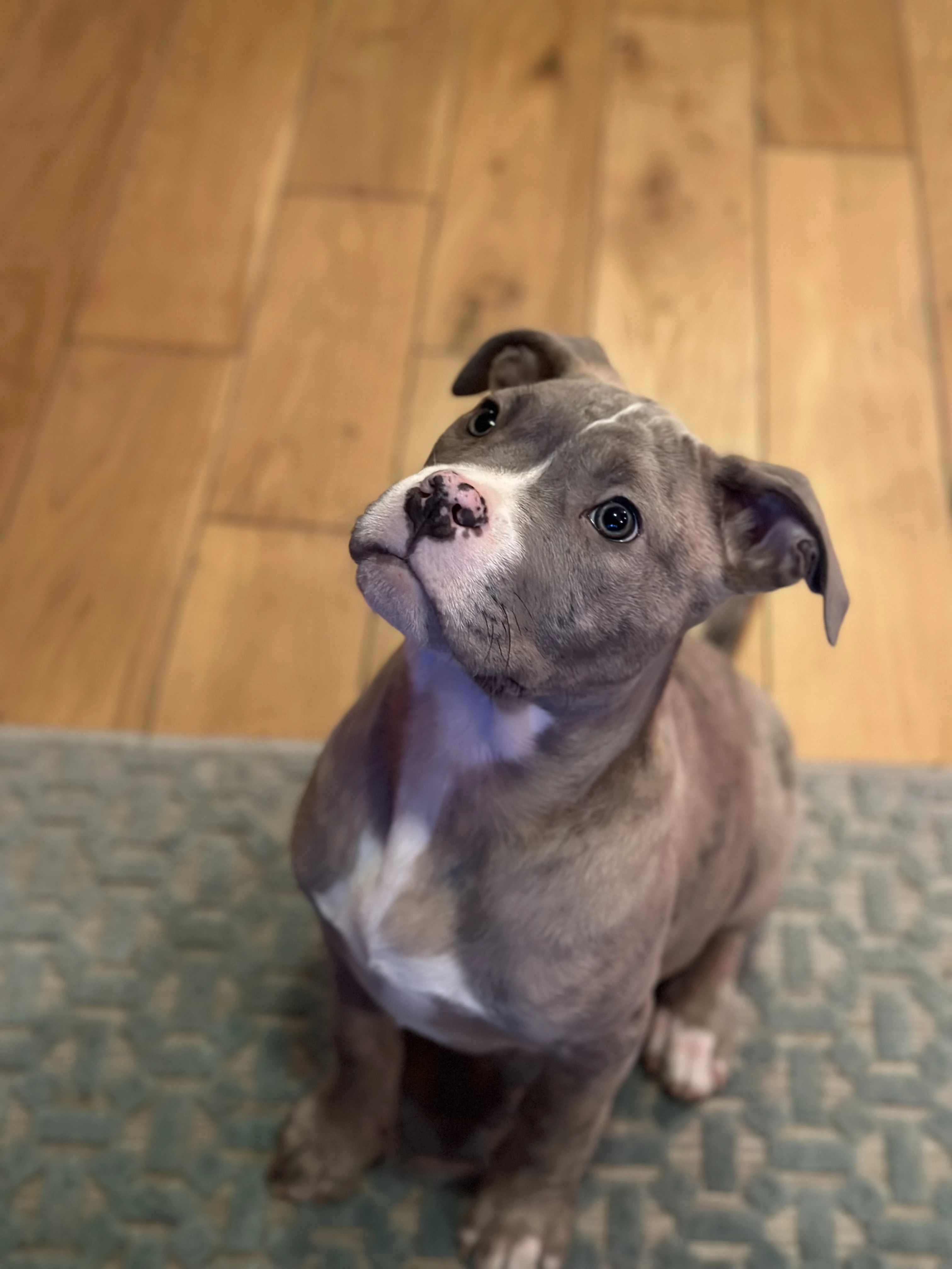 American XL Bully Boy