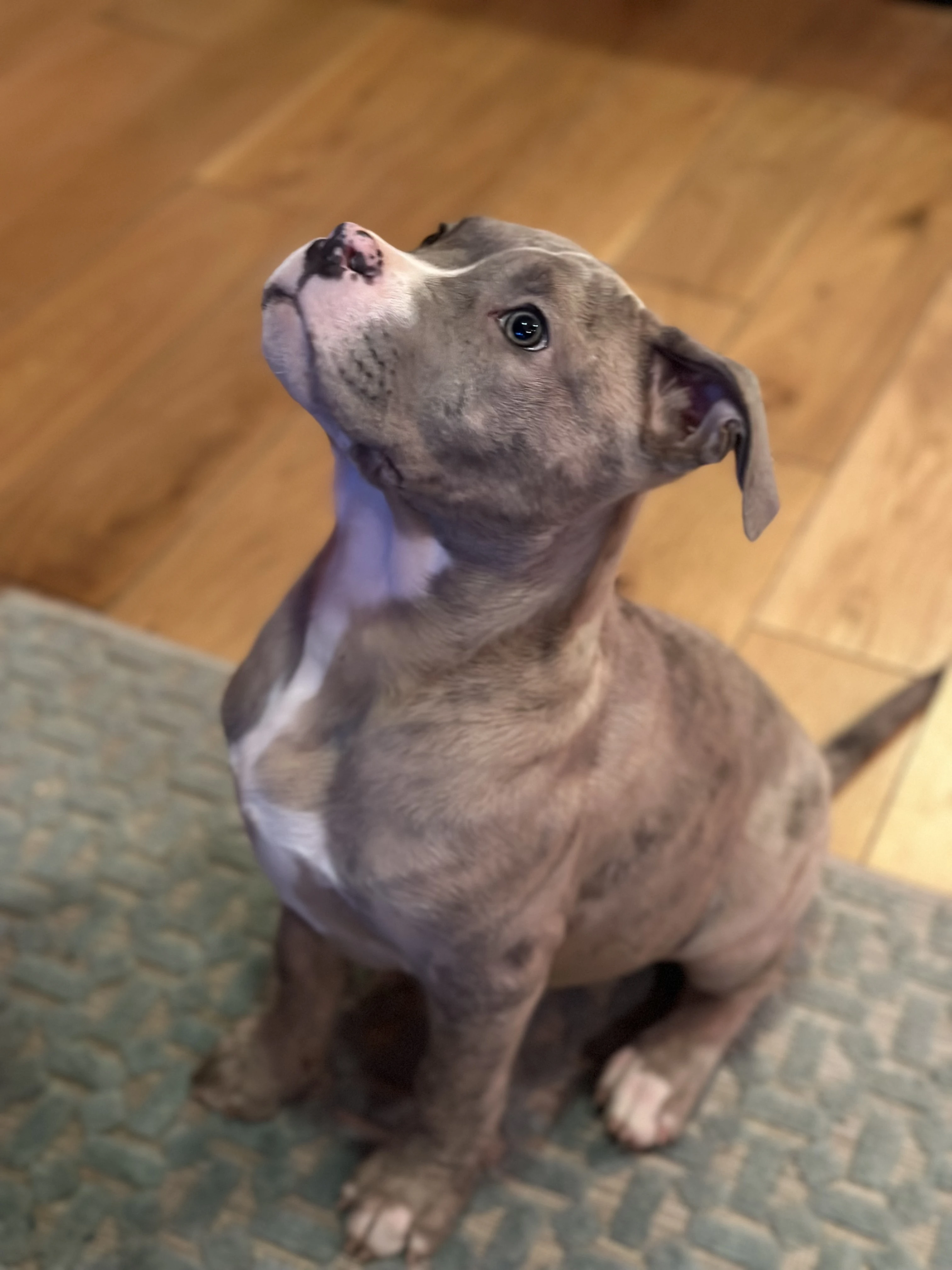 American XL Bully Boy