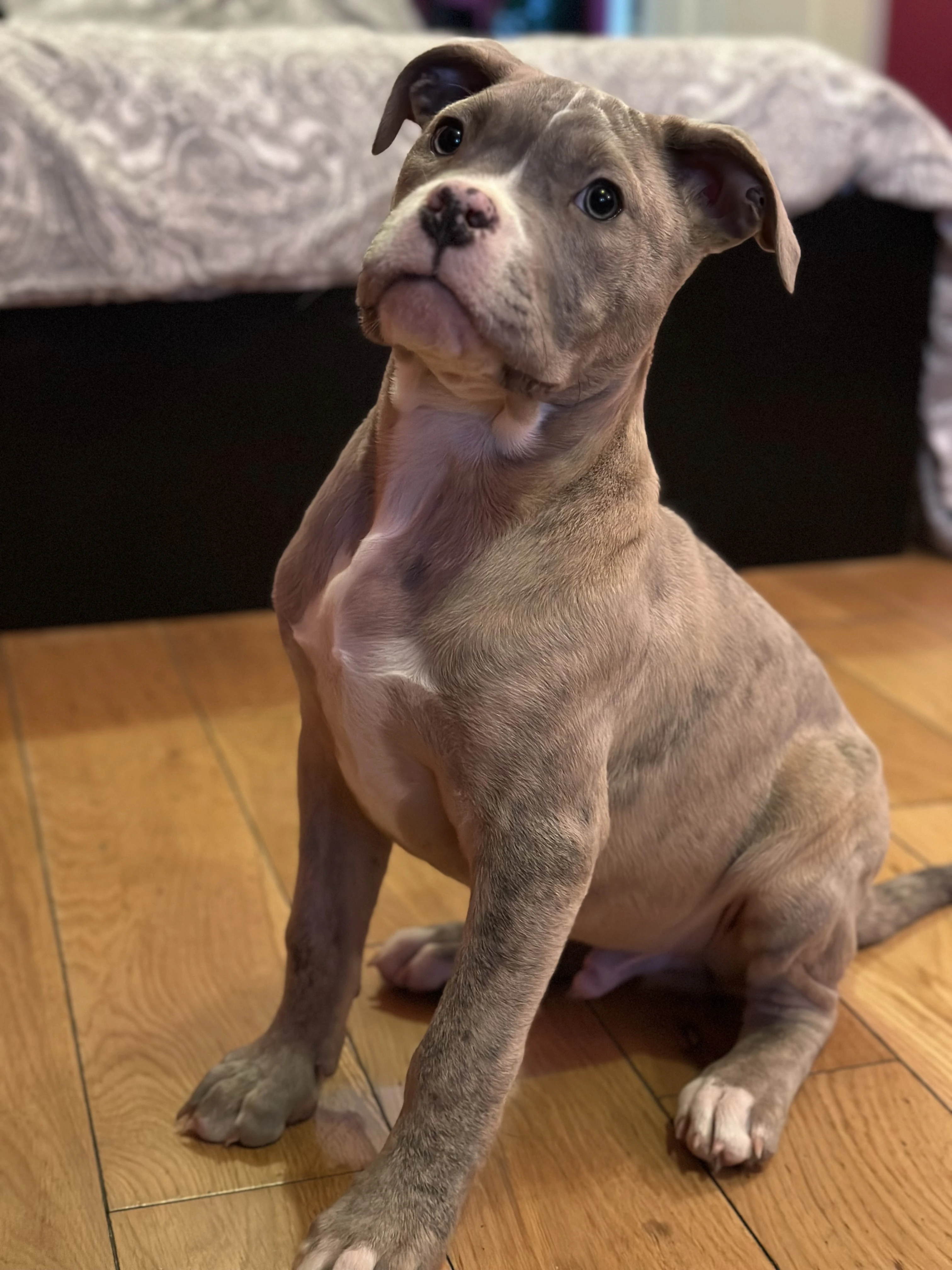 American XL Bully Boy-Image 5