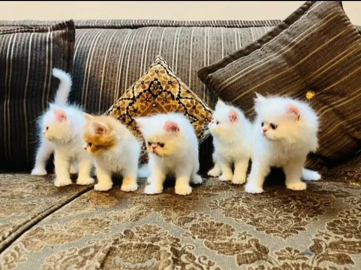 Persian kittens for sale-Image 1