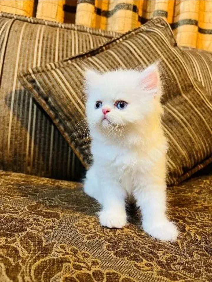 Persian kittens for sale-Image 2