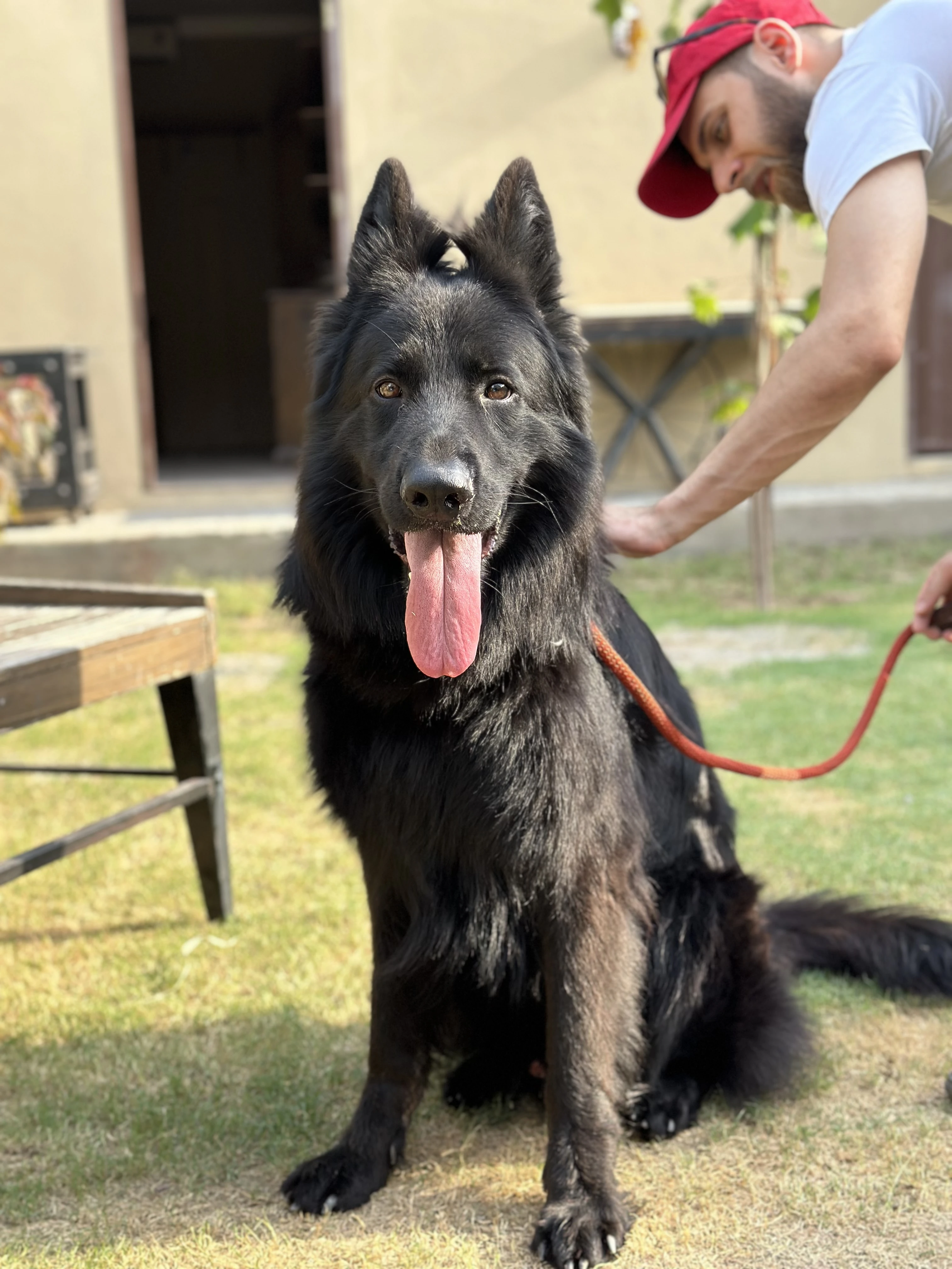 Shadow- Black german shepherd for stud/mating service only