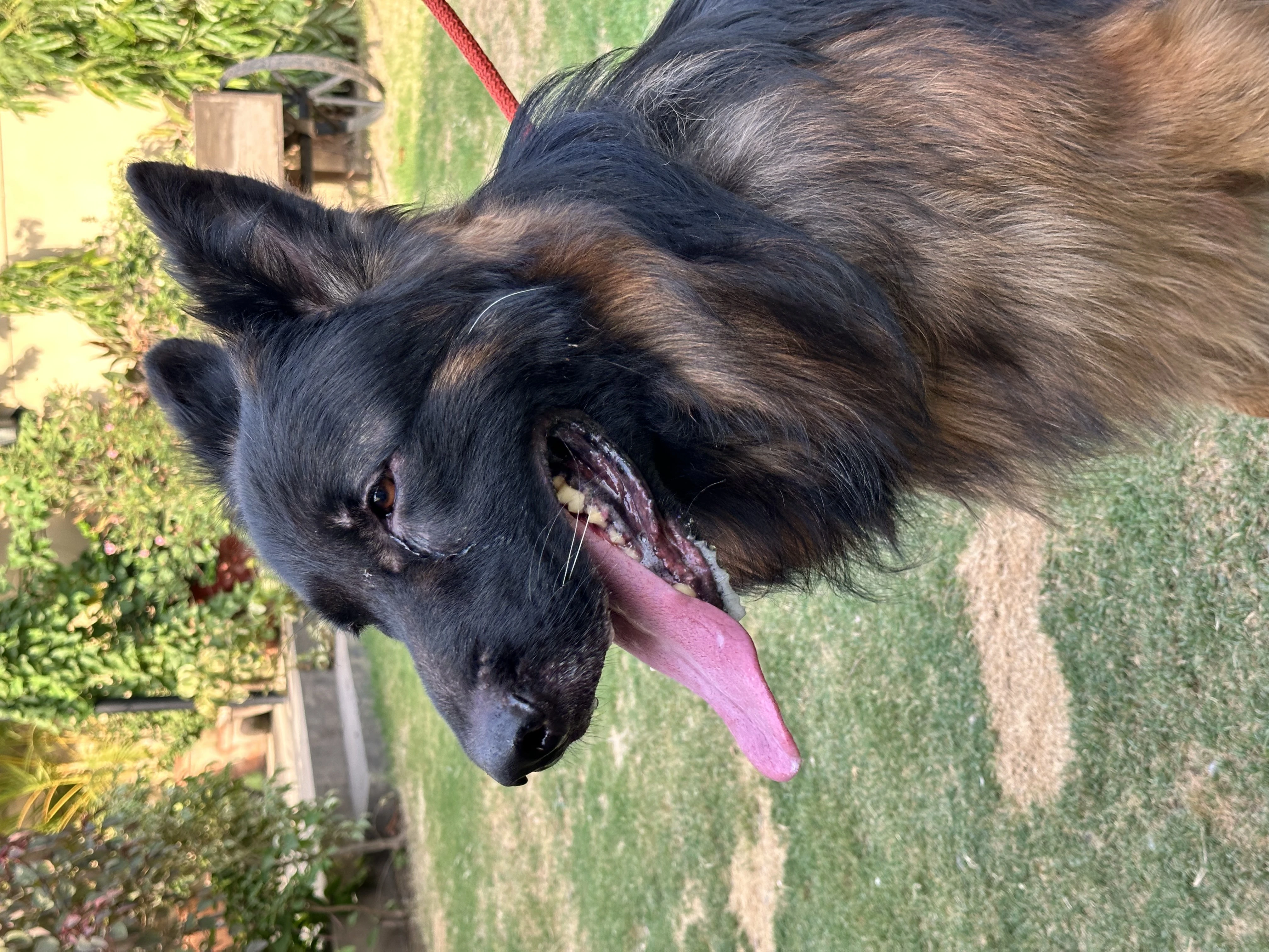 OBY- Tan black faced German shepherd for stud services only