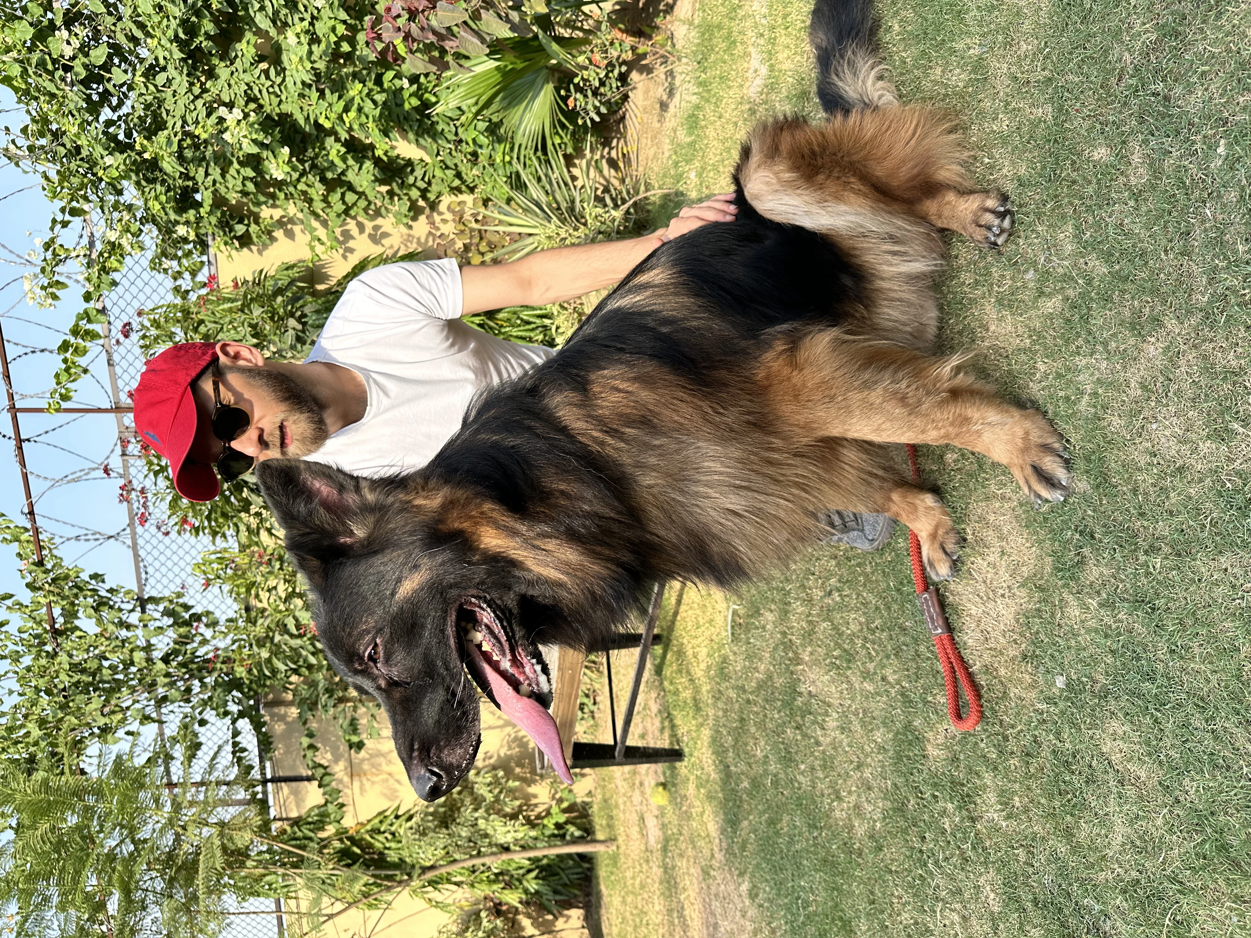 OBY- Tan black faced German shepherd for stud services only