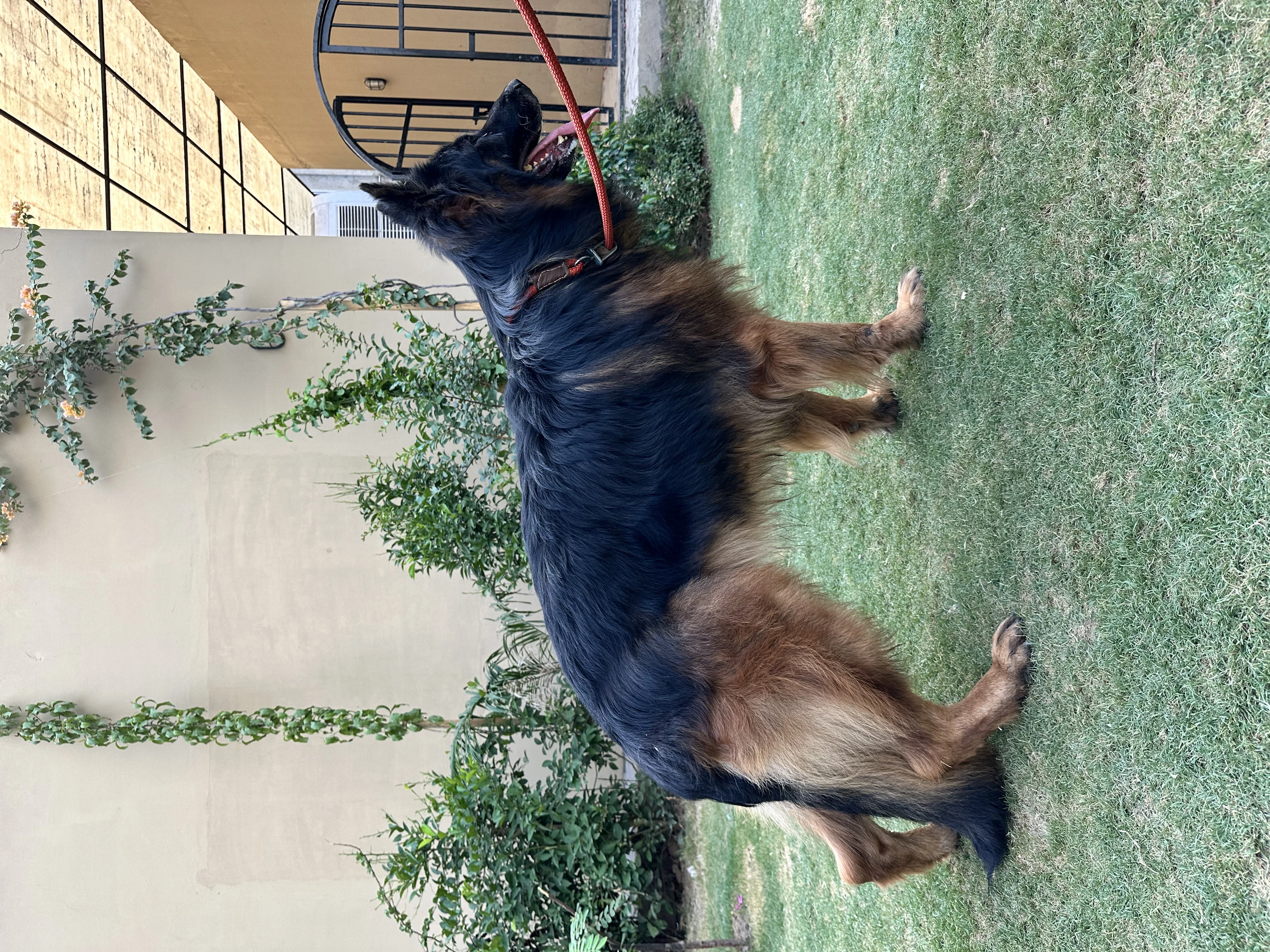 OBY- Tan black faced German shepherd for stud services only