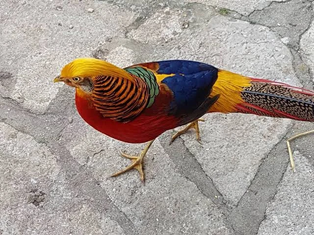 Red golden and lady Amherst pheasant pathay males