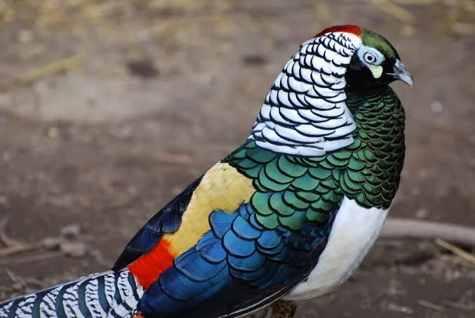 Red golden and lady Amherst pheasant pathay males