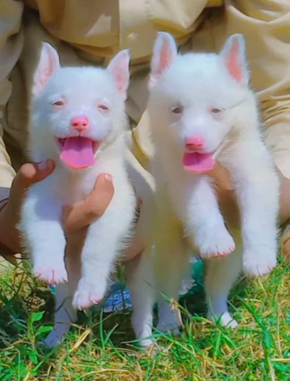 Russians Puppies-Image 2