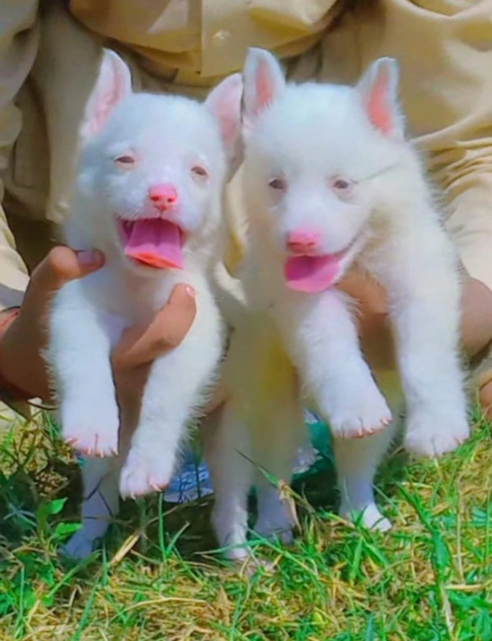 Russians Puppies-Image 3