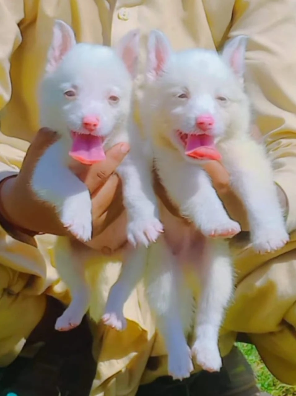 Russians Puppies-Image 4