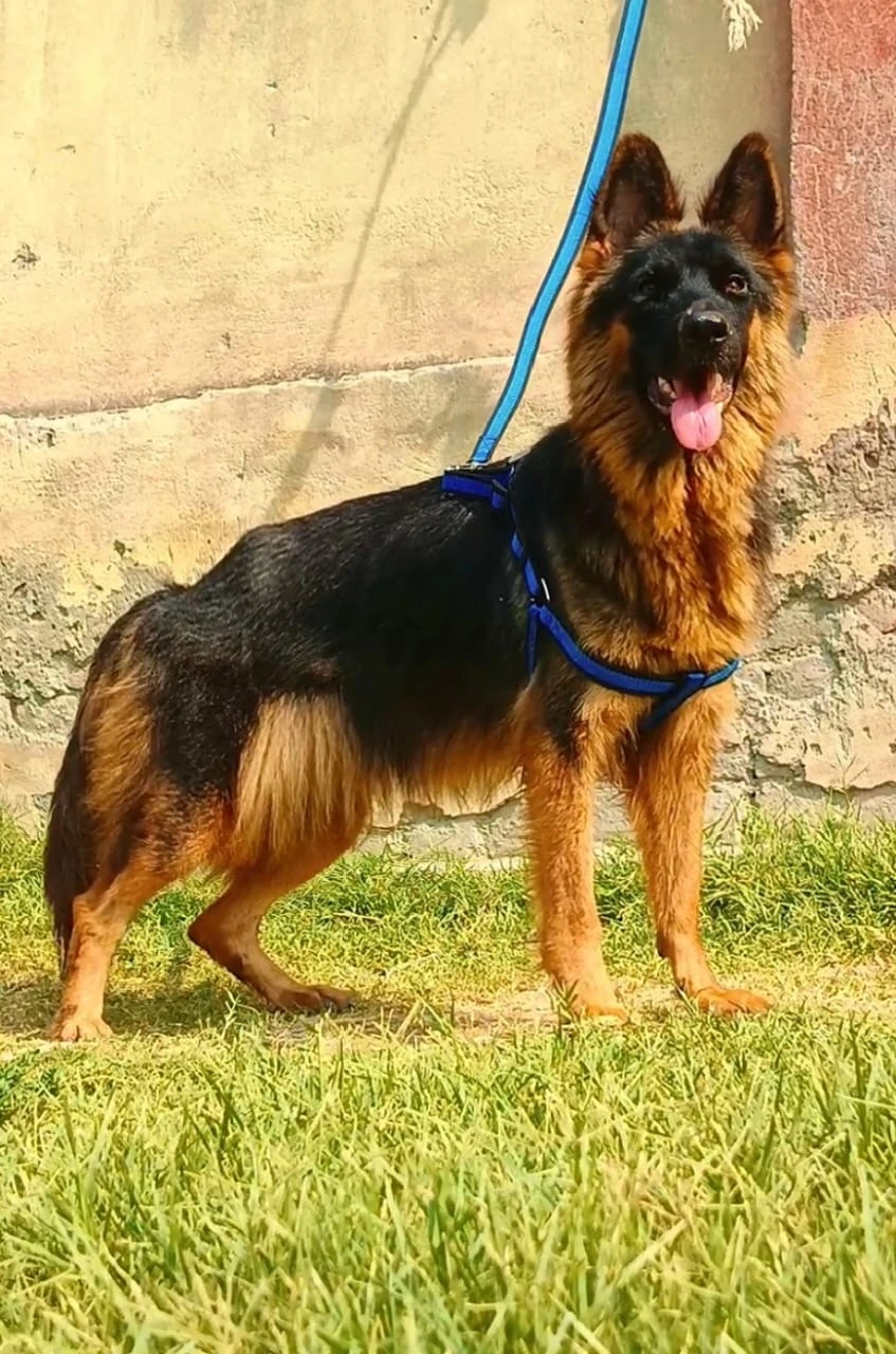 German Shephard Female