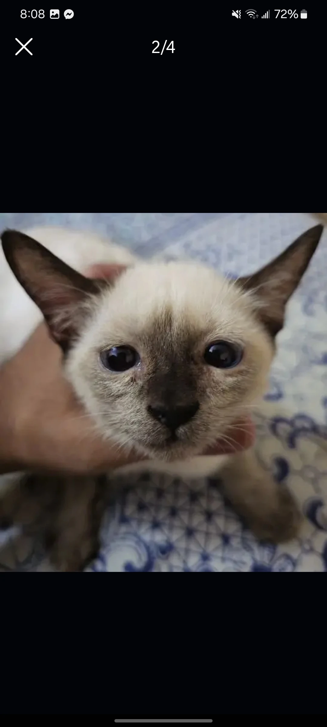 Purr siamese bobtail kittens