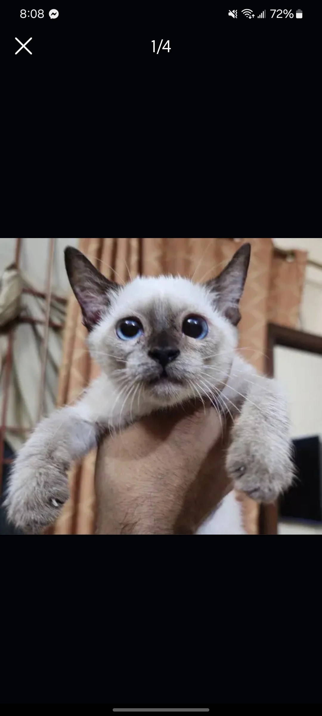 Purr siamese bobtail kittens